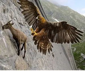 از جذابیت‌های حیات وحش؛ این عقاب وحشی بز کوهی رو از اون بالا پرت میکنه بعد میخورتش