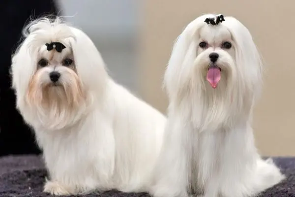 حیوانات خانگی