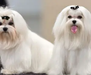 هزینه‌های عجیب در دنیای لاکچری حیوانات خانگی 