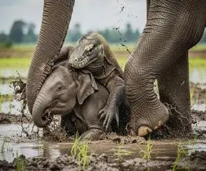 حیات مصنوعی؛ جنگ میان فیل عظیم الجثه و اژدهای کومودو برای حراست و بلع بچه فیل