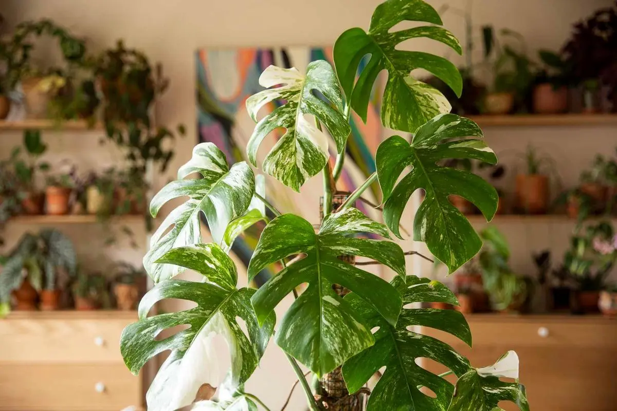 لاکچری ترین گیاهان آپارتمانی