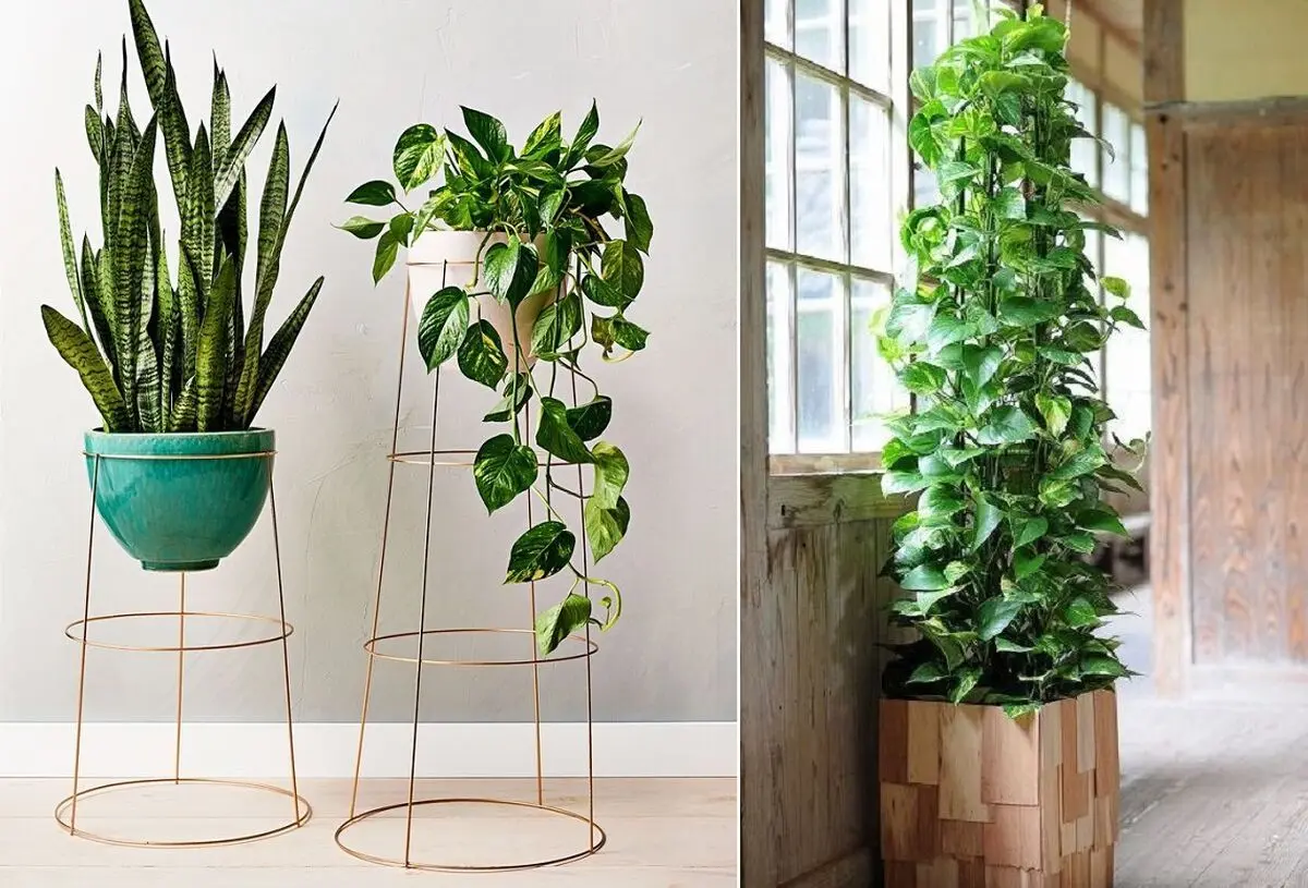 Instant Upgrade_ How to Turn a Basic Tomato Cage Into a DIY Plant Stand