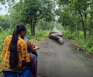 مستند حیات وحش؛ حمله مار غول به دو دختر دایی تنها تو جنگل