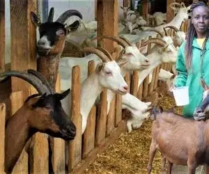 فرآوری بز؛ بزهای منحصر به فردی که اندازه یک ران گاو هستن اما پا به پاش شیر میدن