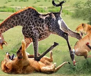 شاهکار حیات وحش؛ زرافه دراز ناز دد با حرکت اکشن شیر مسلول رو زیر پاش له میکنه