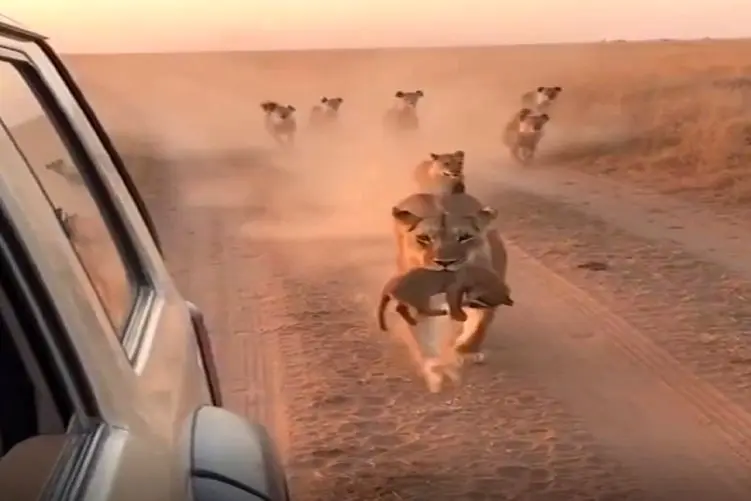 معماری طبیعت؛ شیر بچه اشو امانت داد به ماشینیه برگشت به کفتارها دندون نشون داد گرخیدن