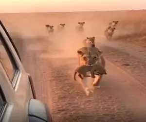 معماری طبیعت؛ شیر بچه اشو امانت داد به ماشینیه برگشت به کفتارها دندون نشون داد گرخیدن