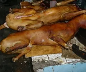 کباب سگ؛ سگ ولگرد سفید نازنازی روبه سیخ کشید گذاشت تو تنور کبابی شه برای فروش