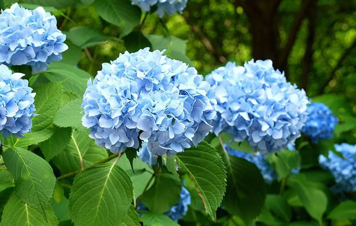 گیاهان آپارتمانی گلدار