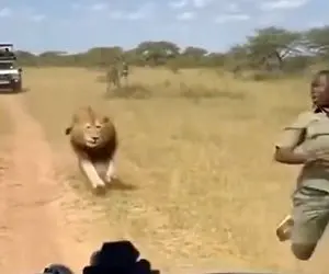 معماری طبیعت؛ مرد از دست شیر فرار میکرد بوفالو ناجیش شد ولی الان باس از اونم فرار کنه