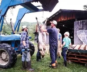 قصابی بی رحم؛ 5 تا خوک و1 گاو رو تو یه روز دل و رودشو میکشن بیرون بعدش سلاخی میکنن