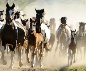 پرورش اسب های مسابقه ای؛ اسبارو لای پر قو پرورش میدن واسه ورزیده شدن رو تردمیل میرن