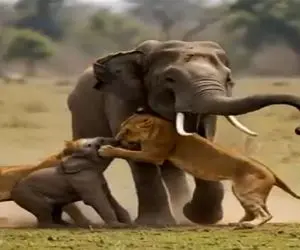 جذابیت حیات وحش / آخرین تصمیم زندگی شیر حمله به بچه فیل بود