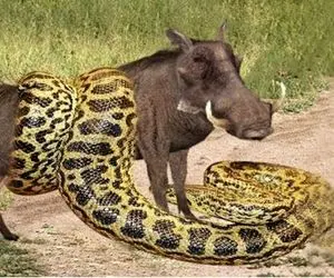 مستند حیات وحش؛ پیتون که قادر است یک گراز، شیر و حتی پلنگ را ببلعد