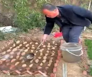 کشاورزی نوین؛ برای رشد سریع سیب زمینی ها عین بچه خوابوندشون روشون پتو کشید