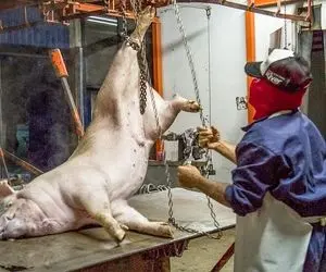 فرآوری خوک؛ خوک به بزرگی گوساله رو انداختن رو میز گردون هر کی یه قسمت و ساطوری میکنه