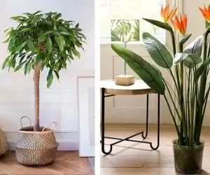 معرفی گیاهان آپارتمانی خاص / خیلی راحت دکور خونه رو لاکچری و باشکوه نشون بده