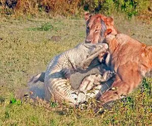 بدایع حیات وحش / شیر در حال حرکت گرفتار دندان‌های نیش تمساح  شده است