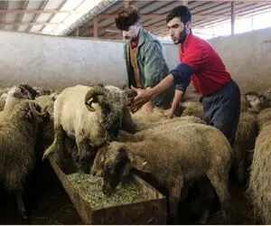 قیمت دام زنده امروز 12 بهمن 1404 + جدول