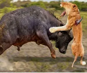 از جذابیت‌های حیات وحش؛ شیر خواس لقمه گنده‌تر از دهنش برداره بوفالو با شاخش سوراخش کرد