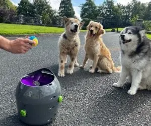 بازی توله سگ ها با اسباب بازی جدیدشون واقعا دیدنش دلت رو به ضعف میاره!