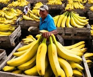 کشاورزی نوین؛ توی مزرعه با ماشین آلات مدرن بیش از 1000000 موز کاشتن بعدم چیپسش کردن