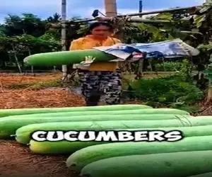 کشاورزی نوین؛ خیار پرورش دادن قدشون اندازه ی آدم 15 ساله اس بار تریلی کردن کفش خوابید