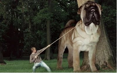حیوانات غول جثه؛ ببینید 10 تا از بزرگ و غول ترین سگ های دنیا که بعضی هاشون قد خرن