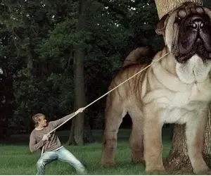 حیوانات غول جثه؛ ببینید 10 تا از بزرگ و غول ترین سگ های دنیا که بعضی هاشون قد خرن