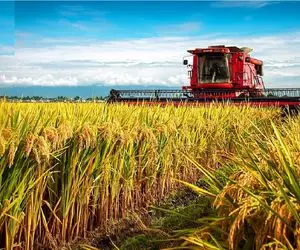 کشاورزی نوین؛ چگونه تایلندی ها هزاران تن برنج بیشتر از ایران برداشت می کنند؟