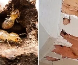 ترفند از بین بردن موریانه از تو خونه؛ سفره دلتو پیش کسی باز نکن اینجوری محو افق میشن