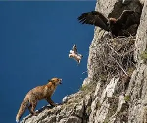 مستند حیات وحش؛ روباه رو زمین چیزی پیدا نکرده تو آسمونا دنبال شکار میگرده