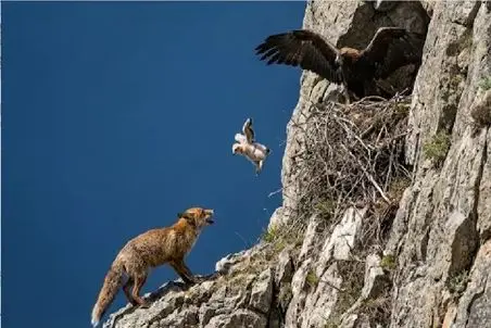 مستند حیات وحش؛ روباه رو زمین چیزی پیدا نکرده تو آسمونا دنبال شکار میگرده