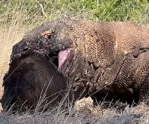 مستند حیات وحش/ کومودو ازازیل درسته گراز وحشی رو بلعید بلکم شیکمش قلمبه شه