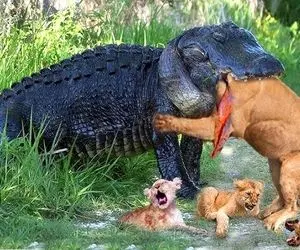 مستند حیات وحش؛ کروکودیل از قفا حمله می کنه و حالیش هم نیست طعمه گرازه یا شیر