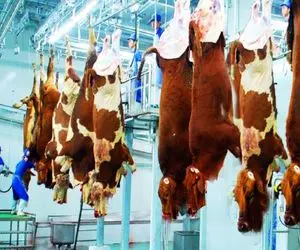فرآوری گاو؛ گاو خوش رنگ غول دار زد پوستش درسته جدا و گوشتشو با قداره مثله کرد