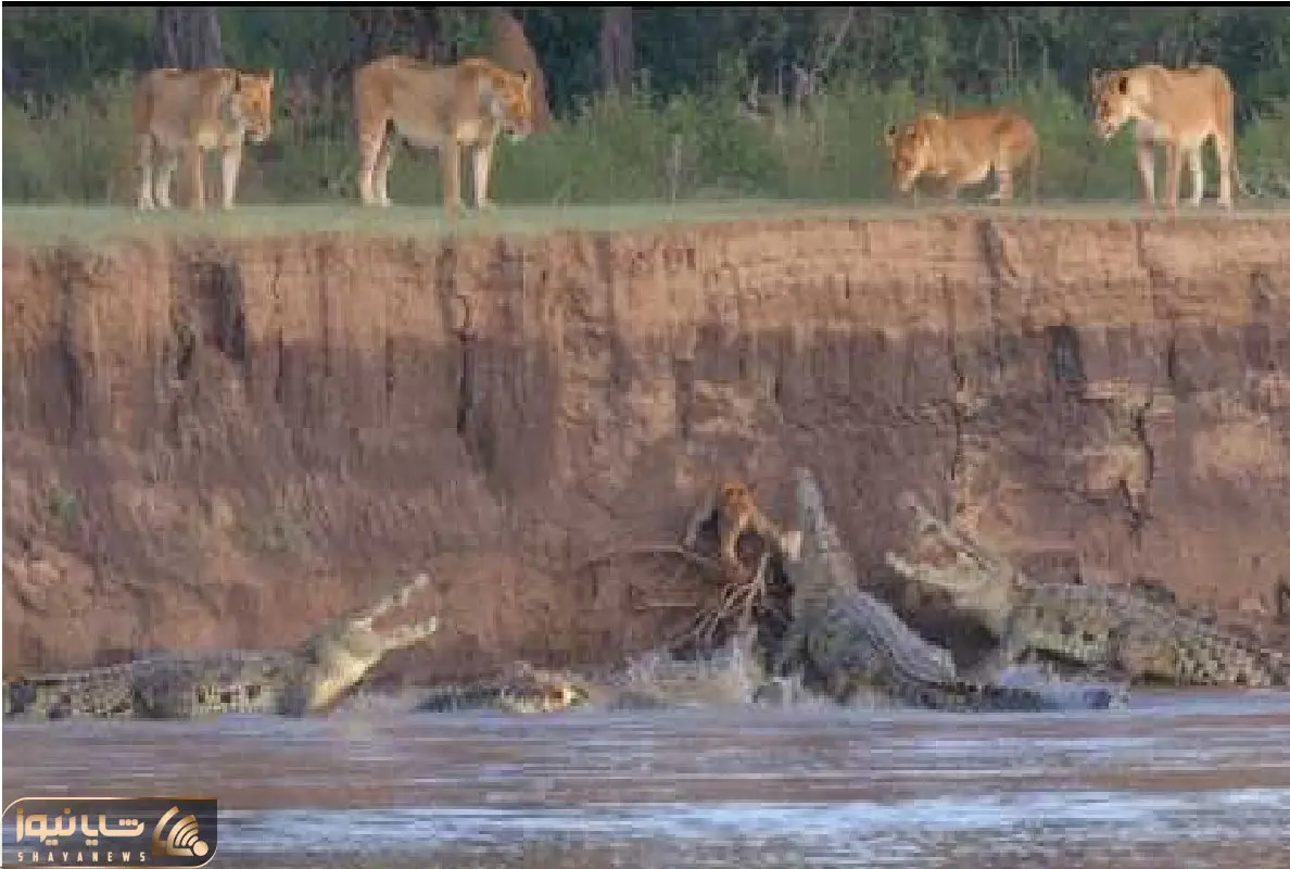 شاهکار حیات وحش؛ توله شیر در تلاش برای فرار از کروکودیل برای نجات زندگی