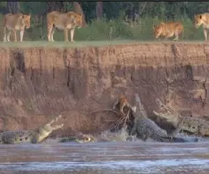 شاهکار حیات وحش؛ توله شیر در تلاش برای فرار از کروکودیل برای نجات زندگی