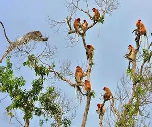 نارام زیان؛ پلنگ ضحاک افتاد دنبال بابون تناول کنه افتاد دوپاره شد کفتار خوردش