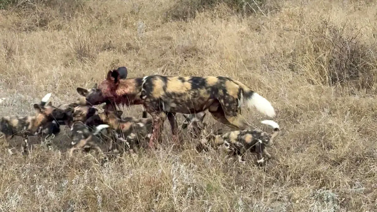 Wild-Dogs-Family-Makes-a-Huge-Noise-During-Reunion-8-1024x576