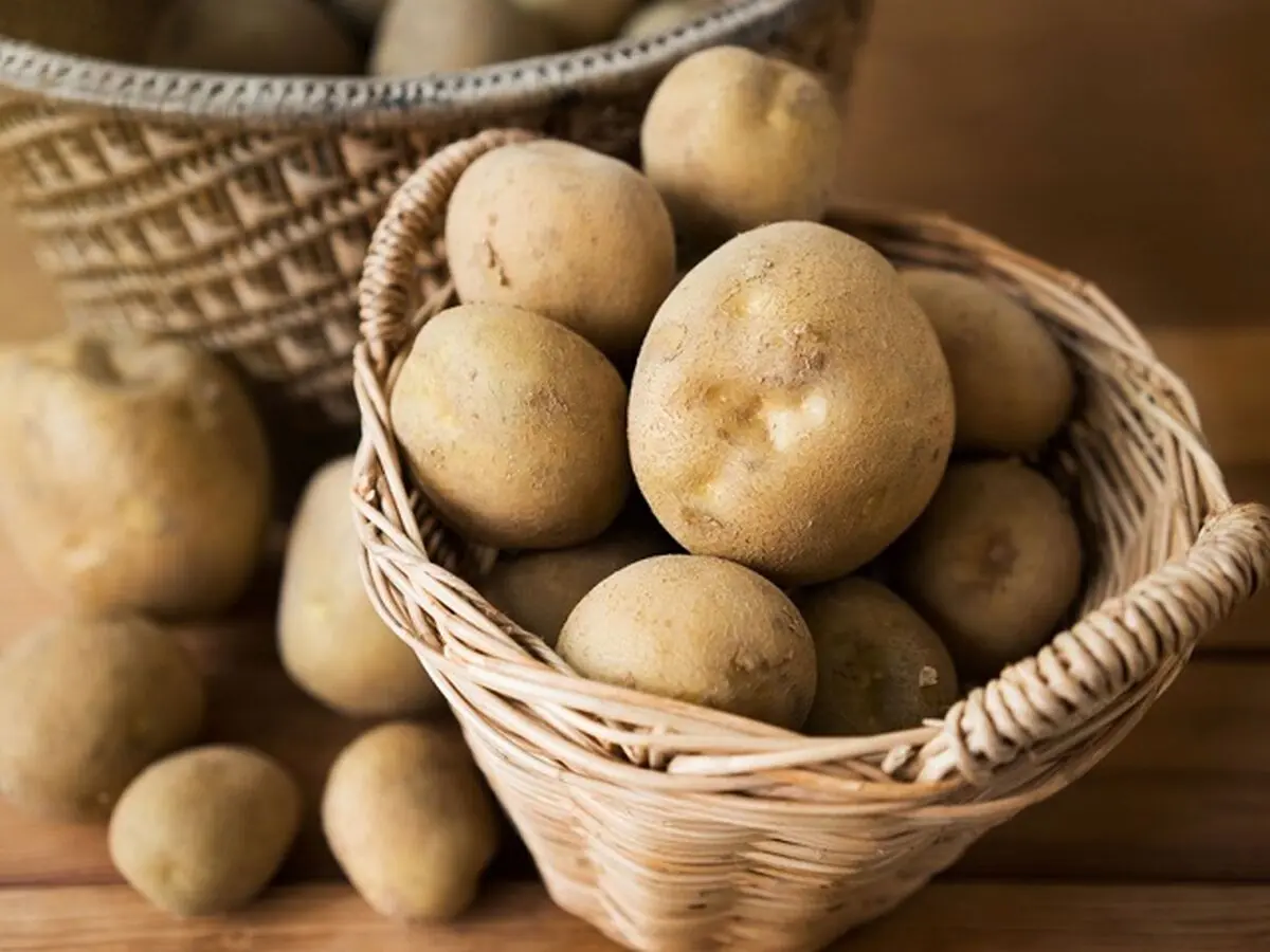 نگه داری سیب زمینی برای طولانی مدت