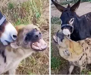 از جذابیت‌های حیات وحش؛ الاغ سیریش گوش کفتار رو گاز گرفت ول نمیکنه