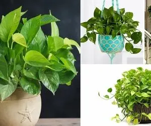 ترفندهای رشد انفجاری پتوس؛ با این رونده قلب قلبی به خونت یه حال حسابی بده