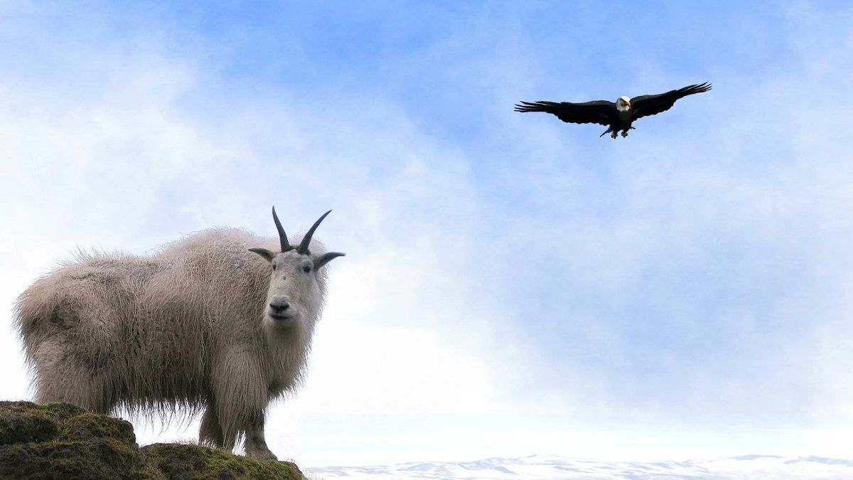 از جذابیت های حیات وحش؛ بز کوهی کمرکش کوه قدم میزد که عقاب بلندش کرد کوبوند به صخره