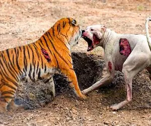 جذابیت حیات وحش؛ درگیری سگ پیتبول و ببر سفاک وسط خیابون مردم موندن چیکار کنن