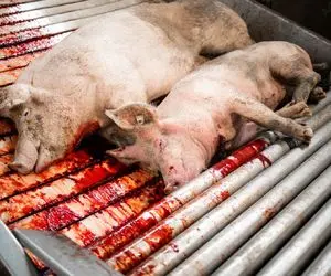 فرآوری خوک؛ خوک صورتی حرام رو از کوه آتیش رد میکنن برش میدن واس سوسیس و استیک