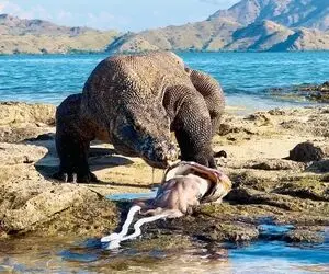اژدهای کومودو از فرسنگ ها فاصله بوی لاشه گندیده ماهی گنده به مشامش رسید رفت سراغش