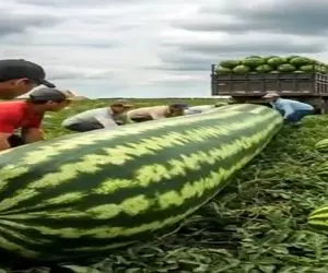 کشاورزی نوین؛ هندونه پرورش دادن طولش 50 متره و وزنش 200 کیلو بلند کردنی قولنج میشکونن