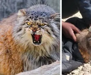 (عکس) گربه پالاس نایاب ترین گربه وحشی جهانی چه شکلی است؟