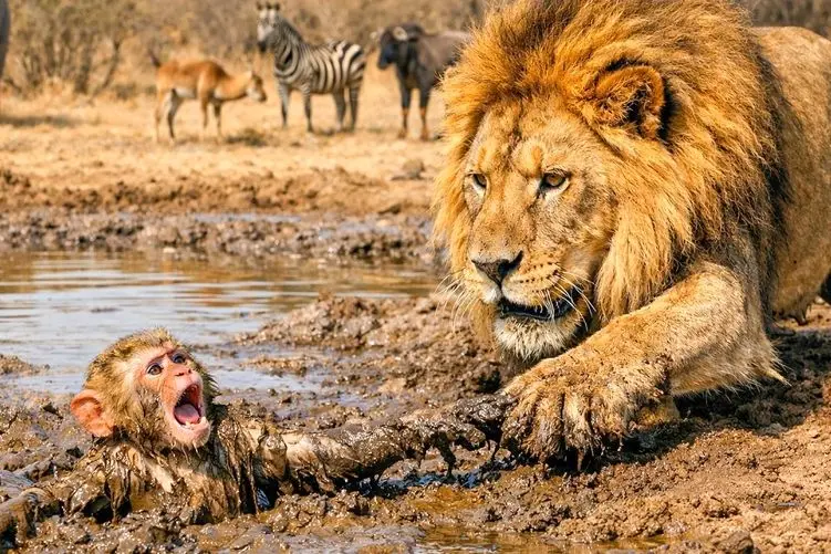 مستند حیات وحش؛ شیر گشنه بچه مبمون رو از باتلاق کشید بیرون نخورد و فقط لیس زد